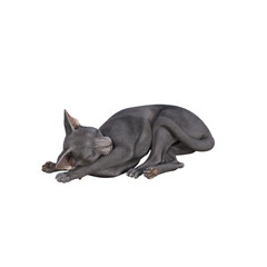 Sphynx cat isolated on transparent background. PNG File, 3D Rendering Illustration.