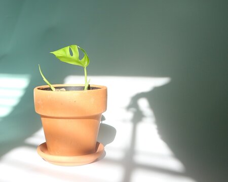 Young monstera ginny in terracotta pot isolated over white background with natural light