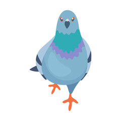 Gray pigeon. Breeding domestic pigeons. Cartoon vector isolated on white background