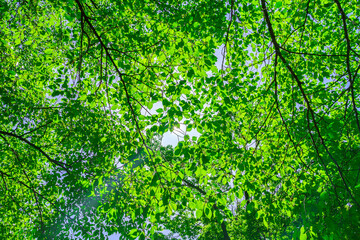 Fototapeta na wymiar 新緑の葉と木漏れ日
