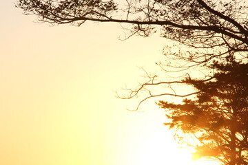 朝日と木のシルエット