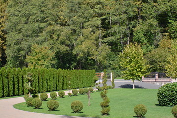 garden with trees
