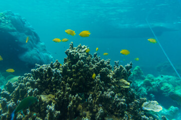 Underwater coral reef turquoise water sea life