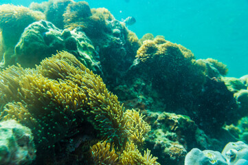 Underwater coral reef turquoise water sea life