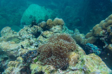 Naklejka na ściany i meble Underwater coral reef turquoise water sea life