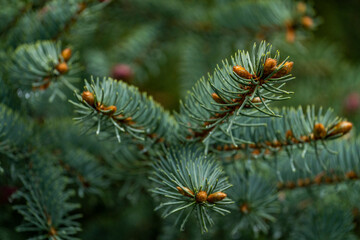 Close-up of pine branch