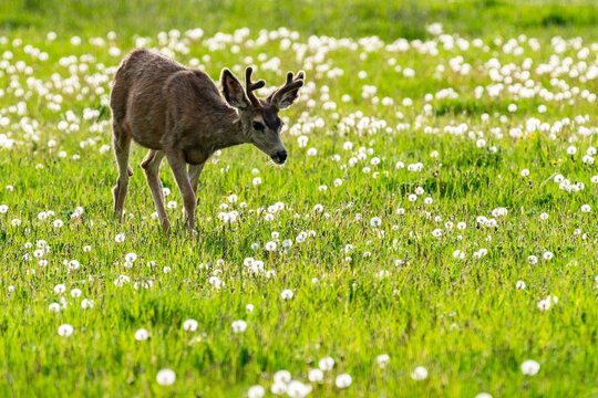 Usa, Idaho, Bellevue, Young deer in meadow near Sun Valley