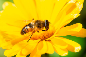 Eristalis tenax is a hoverfly, also known as the drone fly...