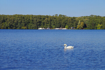 View at Stienitz lake (Stienitzsee) with a cute swan in federal state Brandenburg, Germany