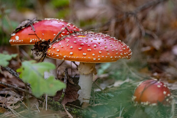 Fly agaric - amanita muscaria