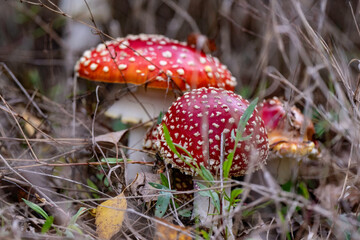 Fly agaric - amanita muscaria