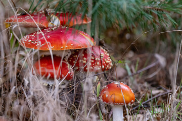 Fly agaric - amanita muscaria