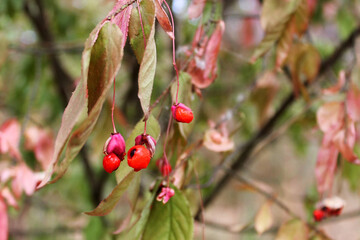 warty spindle tree, Euonymus verrucosa, warty euonymus, poisonous plant in autumn forest 
 with blurred background, poisonous red berry with pink flower, euonymus seeds, ripe fruits