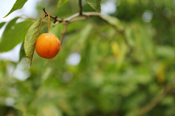 young yellow plum, wild plum ripens on the branches, yellow cherry on a branch close-up on a sunny day, edible fruit on a tree, ripe fruit grows on a tree, harvest of berries with a blurred background