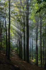 Naklejka premium Marburger Wald, Lichtstimmung Morgennebel