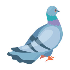 Gray dove. Breeding domestic pigeons. Cartoon vector isolated on white background