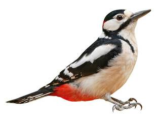 Male of Great Spotted Woodpecker (Dendrocopos major), PNG, isolated on transparent  background - obrazy, fototapety, plakaty