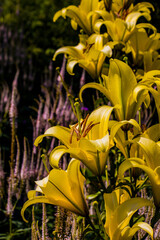 Obraz premium Rosarium Wilhelsmhaven