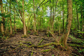 Fototapeta na wymiar Bizarre Baumlandschaft am ausgetrockneten Rohsee im Frankfurter Stadtwald, der aus einem ehemaligen Altarm des Mains natürlich entstanden ist