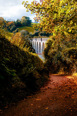 Autumn in the forest