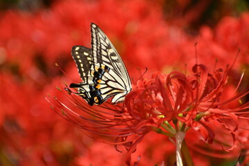 高浜カラフル彼岸花と蝶