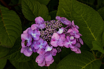 Park der Gärten Bad Zwischenahn