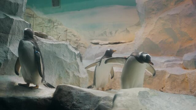 Behind glass penguins walk in natural environment recreated in a zoo, on the rocks near the water