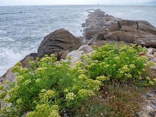 Crithmum maritimum, rock samphire or sea fennel plants on the stone breakwater