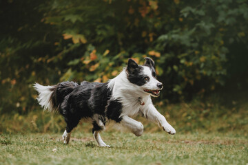 dog frisbee dog and disc on halloween autumn background