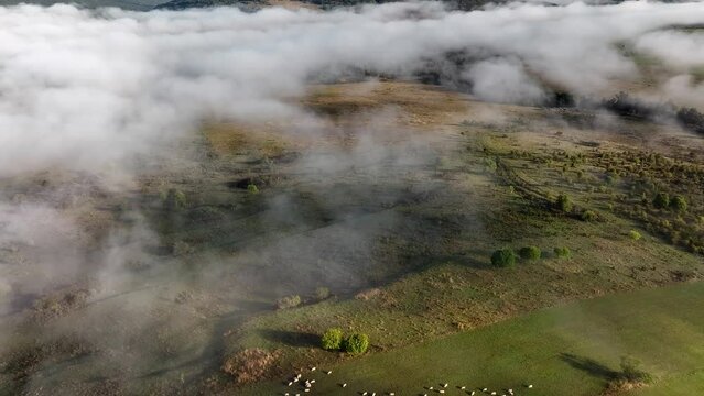 Aerial landscape seen from above with mist aerial view flock of sheeps in autumn
