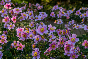 Park der Gärten Bad Zwischenahn