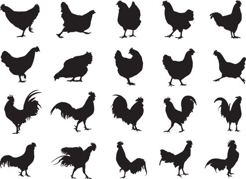 Chicken set hen and rooster silhouette