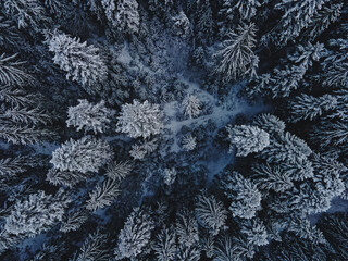 Top view of tall pine trees covered with snow. Snowy winter forest, aerial drone shot, winter wonderland