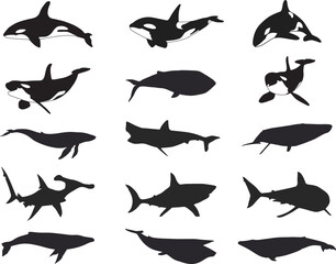 Shark and whale silhouette