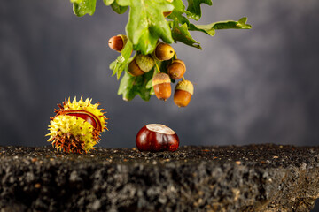 Herbstfoto mit Eicheln fotografiert im Fotostudio