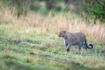 Leopard in grass