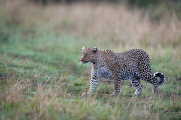 Leopard in grass