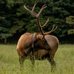 Large Tagged Bull Elk Looks Back