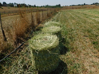 Freshly baled hay on a field. Round bales of green hay on a mowed plantation on a hot sunny day in...
