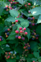 Fresh ripe blackberries, black raspberries are ready to be harvested.