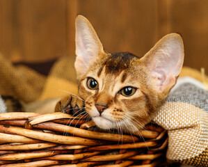 Abyssinian kitten sitting in a wicker basket in a brown plaid on a wooden background . Cozy autumn...