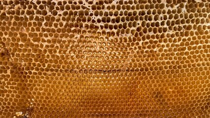 textura de panal de miel natural sin abejas