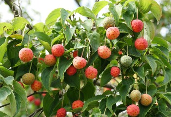 Red and green tiny fruits of Japanese Flowering Dogwood tree