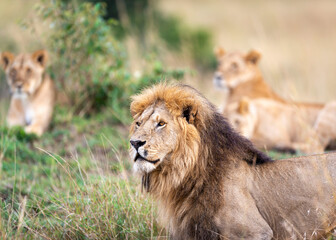 Lion with pride