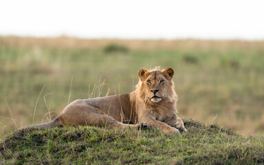 Portrait of a Lion