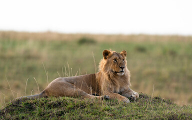 Portrait of a Lion