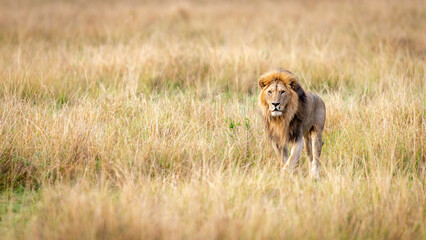 Portrait of a Lion