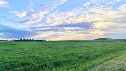 At sunset, the sun sets behind the far edge of the grassy meadow. Beyond the meadow are small groves and a village. The weather in spring is beautiful. Multicolored feathery clouds are visible