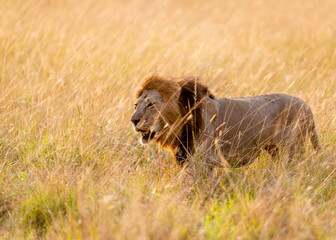 Portrait of a Lion