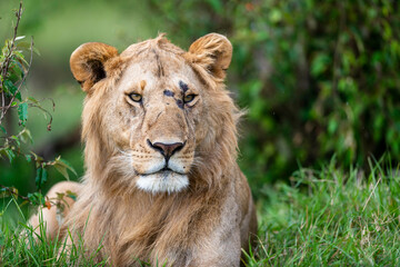 portrait of a lion